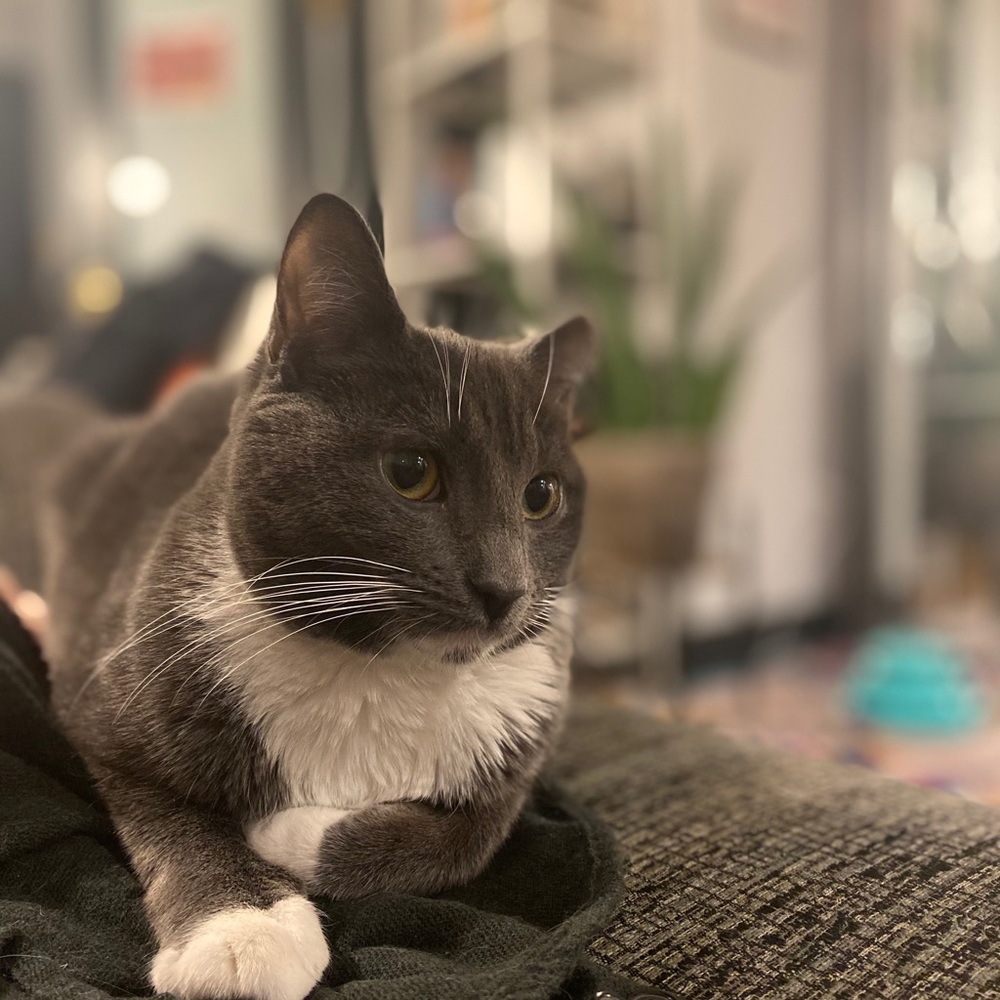 Meet your Posher, Ben